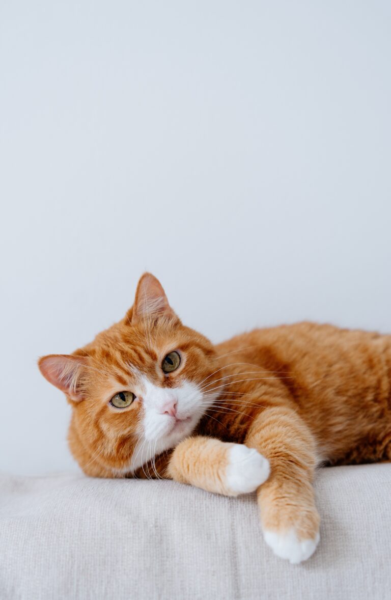 Ginger,Cat,Laying,On,The,Sofa.,Close,Up,Photo,Of
