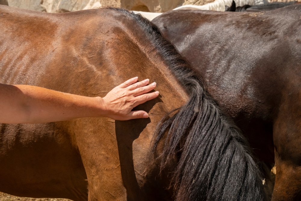 Person,Gently,Touches,The,Side,Of,A,Horse,In,A