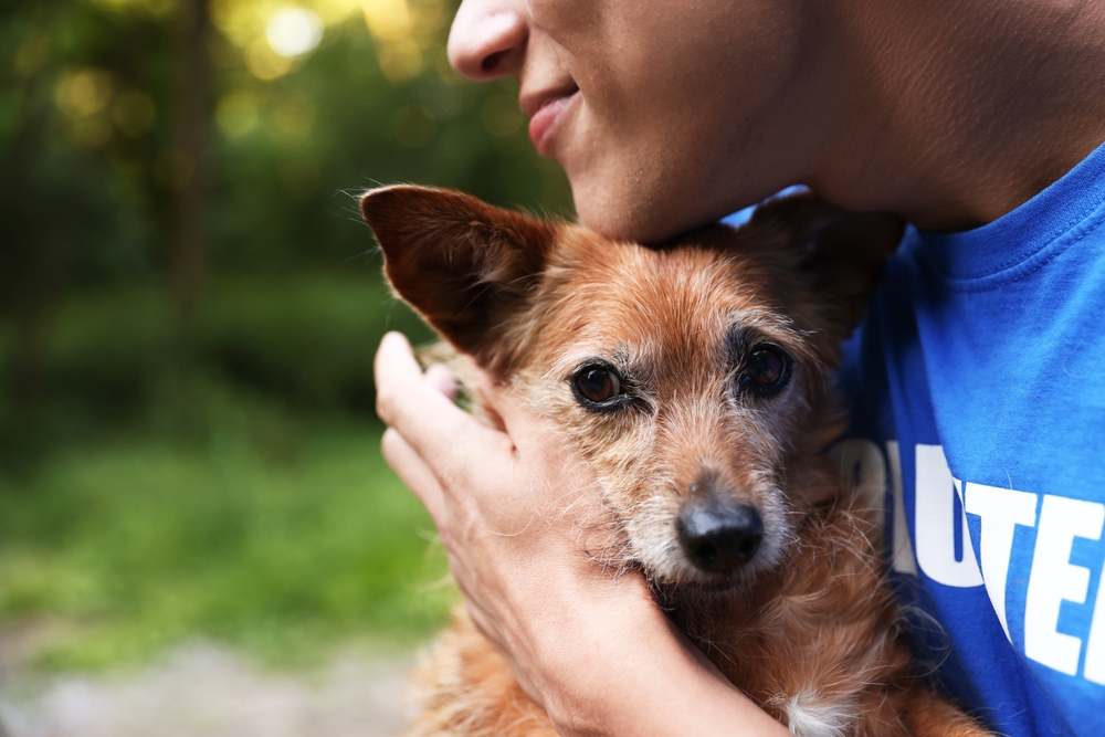 Volunteer,With,Cute,Stray,Dog,Outdoors,,Closeup.,Space,For,Text
