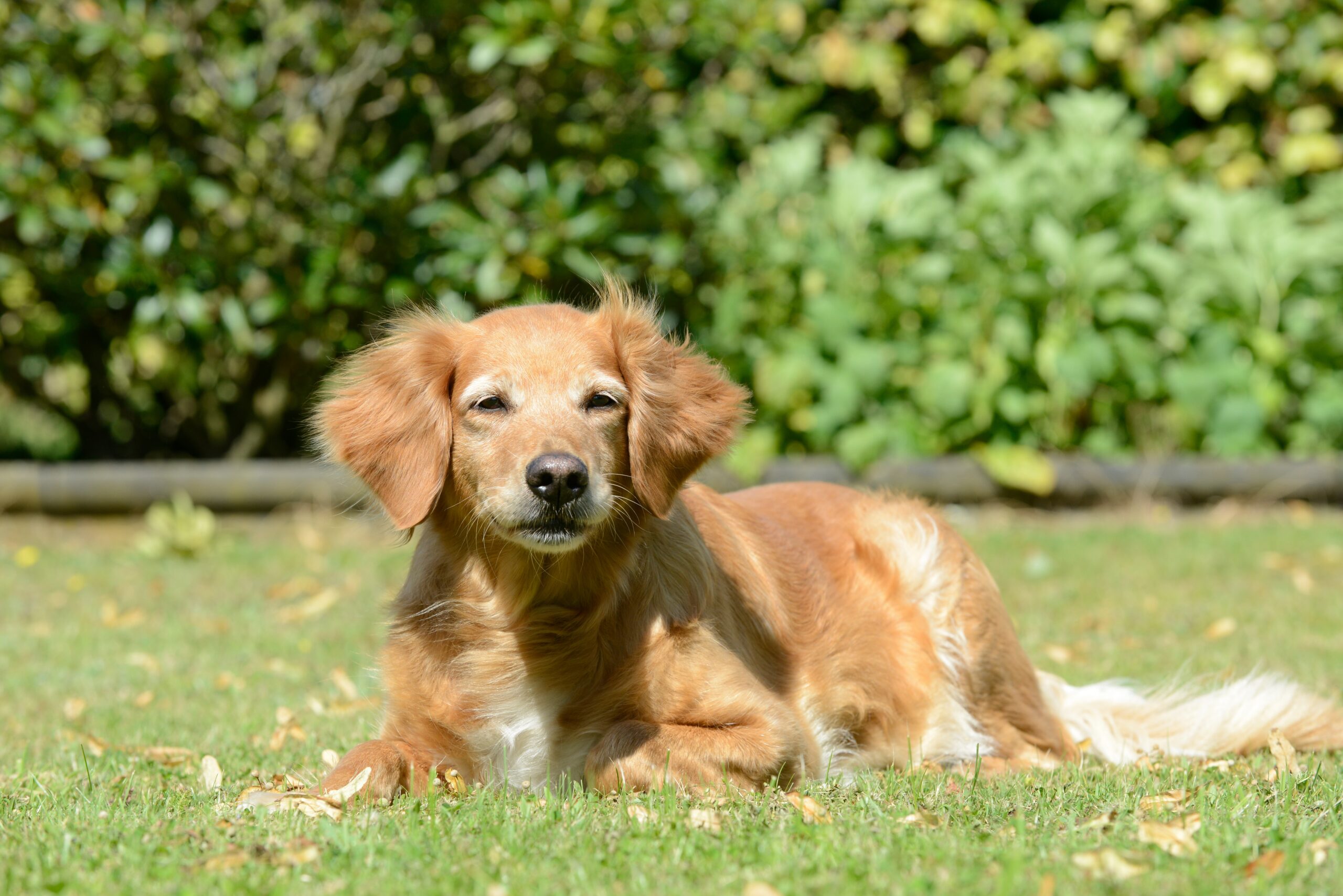 Senior,Dog,Resting,On,Green,Grass