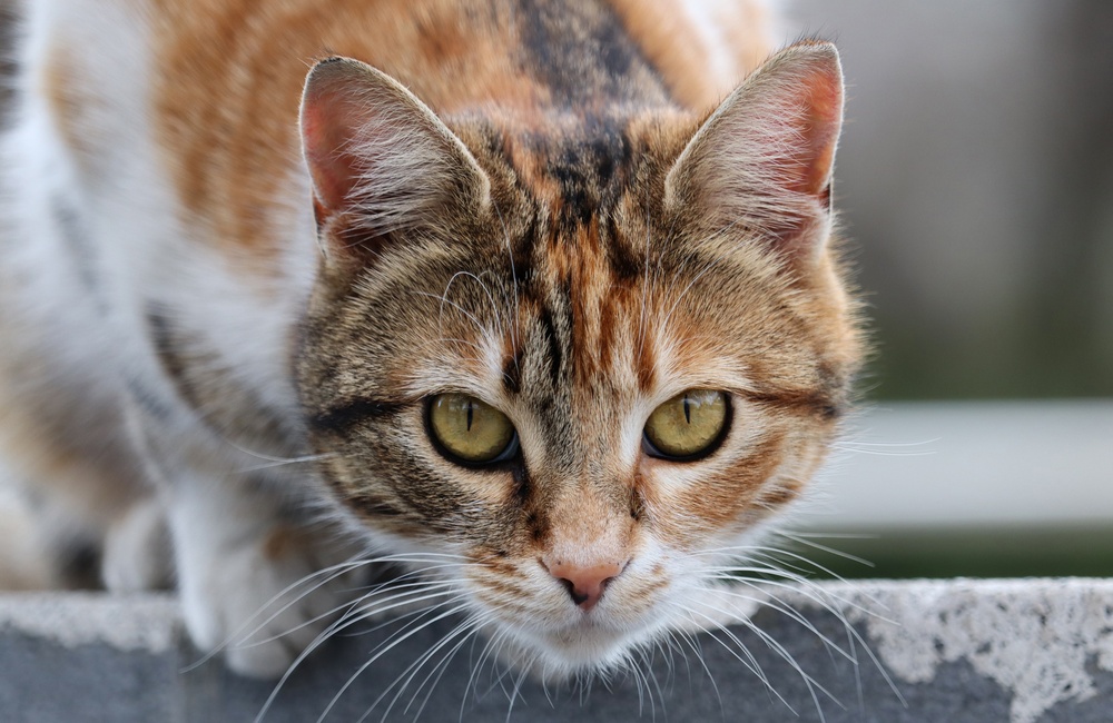 Close up,Of,A,Calico,Cat,With,Yellow,Eyes,Looking,At